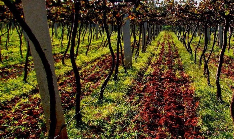 best homestays near bangalore